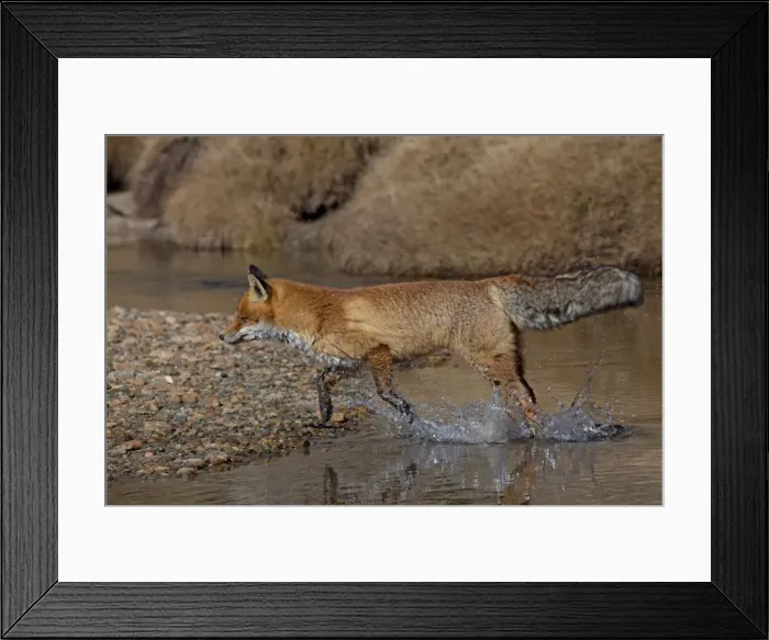 Framed Print : Picture No. 11672554 Framed Print : Picture No. 11672554