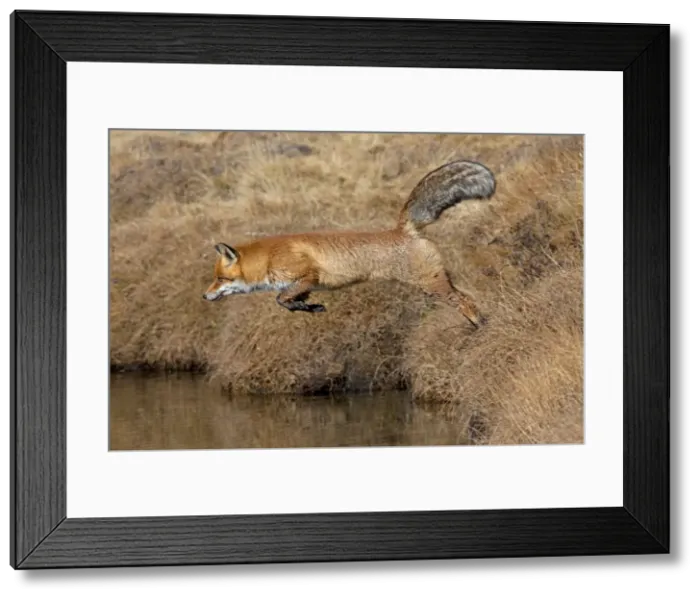 Framed Print : Picture No. 11672555 Framed Print : Picture No. 11672555