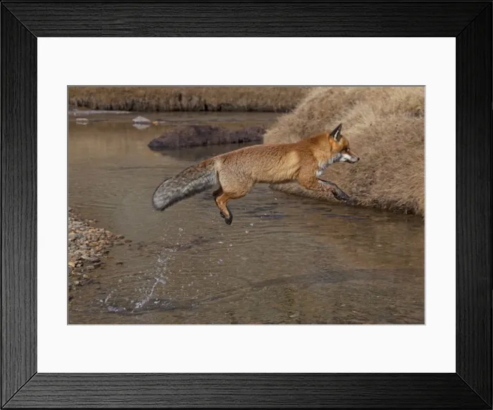 Framed Print : Picture No. 11672556 Framed Print : Picture No. 11672556