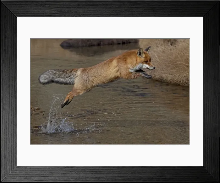 Framed Print : Picture No. 11672558 Framed Print : Picture No. 11672558