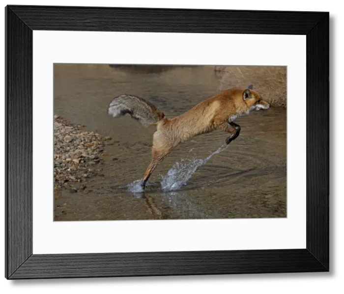 Framed Print : Picture No. 11672559 Framed Print : Picture No. 11672559