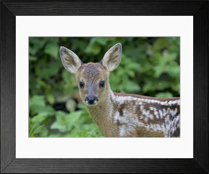 Framed Print : Picture No. 11672562 Framed Print : Picture No. 11672562