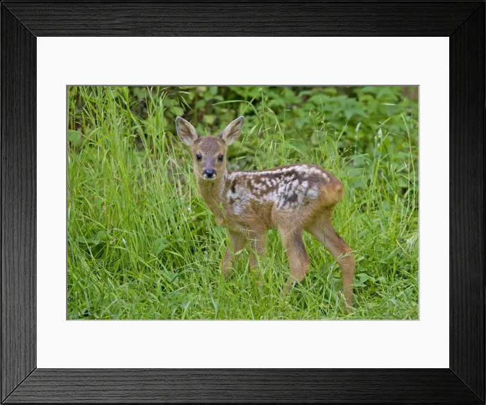 Framed Print : Picture No. 11672563 Framed Print : Picture No. 11672563