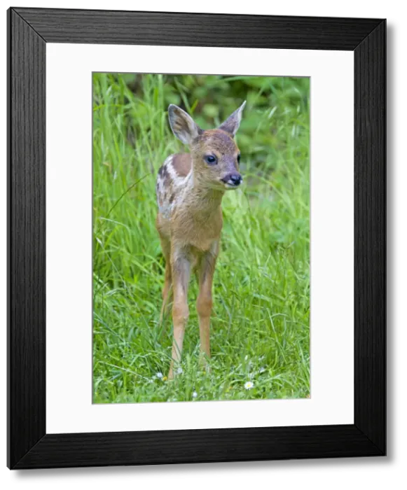 Framed Print : Picture No. 11672564 Framed Print : Picture No. 11672564