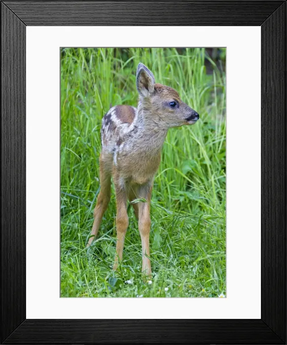 Framed Print : Picture No. 11672565 Framed Print : Picture No. 11672565