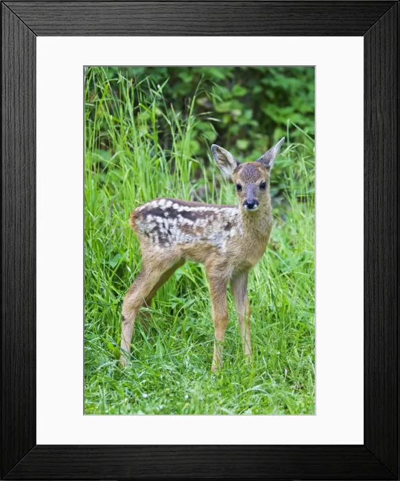 Framed Print : Picture No. 11672566 Framed Print : Picture No. 11672566
