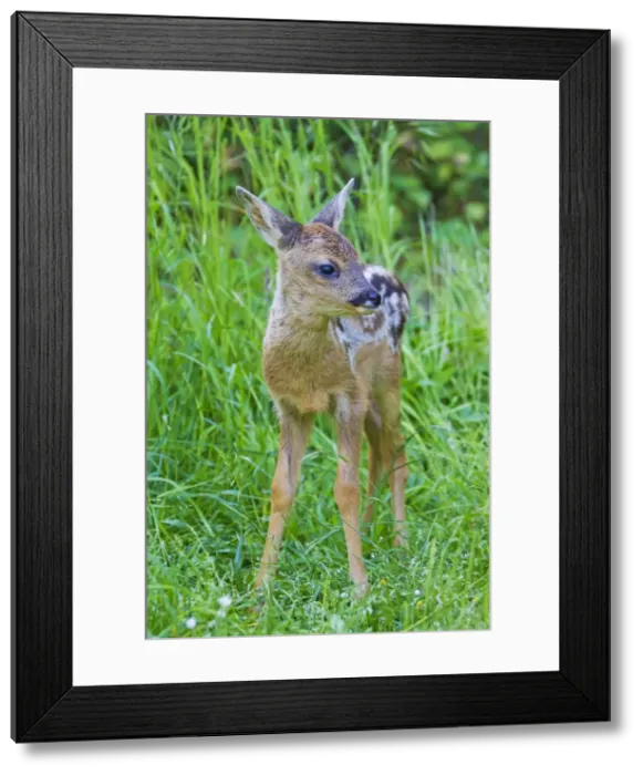 Framed Print : Picture No. 11672567 Framed Print : Picture No. 11672567