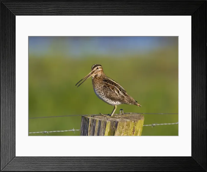 Framed Print : Picture No. 11672585 Framed Print : Picture No. 11672585