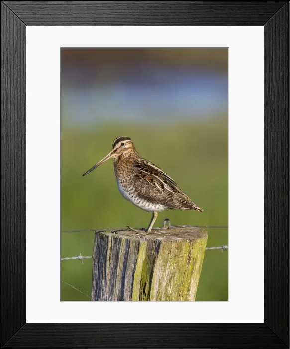 Framed Print : Picture No. 11672586 Framed Print : Picture No. 11672586