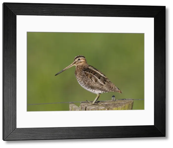Framed Print : Picture No. 11672587 Framed Print : Picture No. 11672587