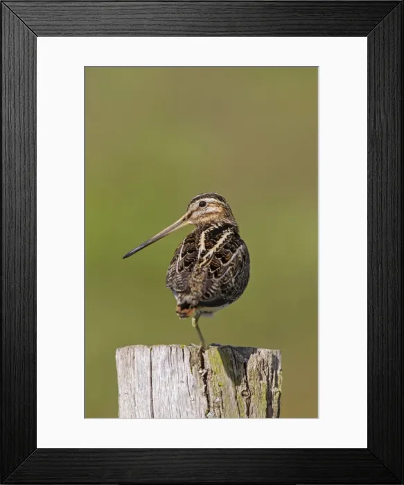 Framed Print : Picture No. 11672588 Framed Print : Picture No. 11672588