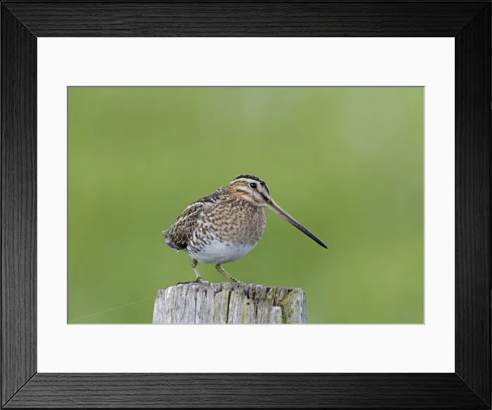 Framed Print : Picture No. 11672589 Framed Print : Picture No. 11672589