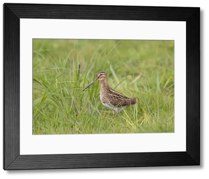 Framed Print : Picture No. 11672590 Framed Print : Picture No. 11672590
