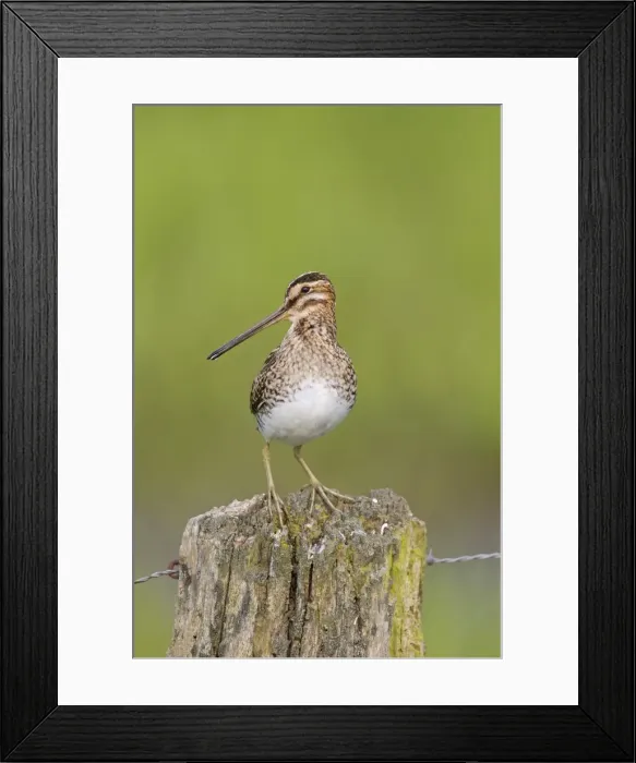 Framed Print : Picture No. 11672591 Framed Print : Picture No. 11672591