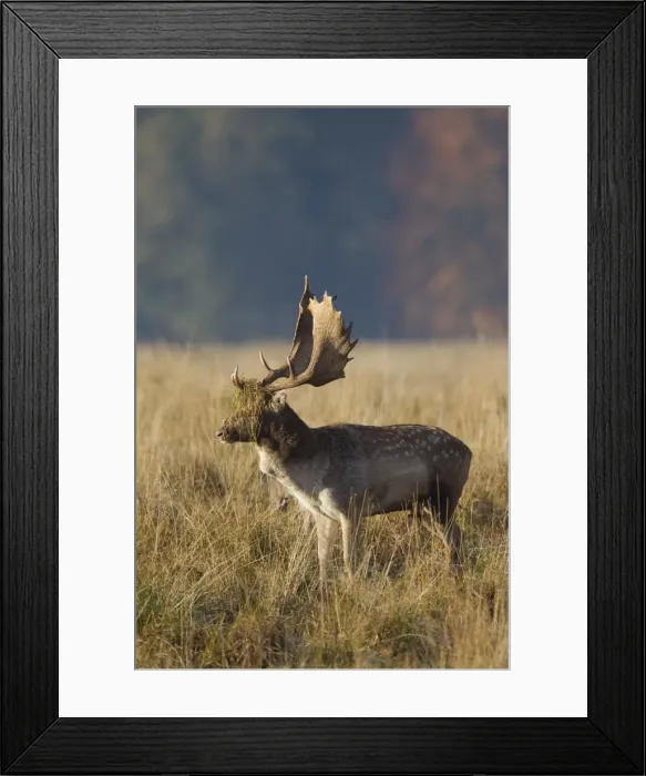 Framed Print : Picture No. 11672613 Framed Print : Picture No. 11672613