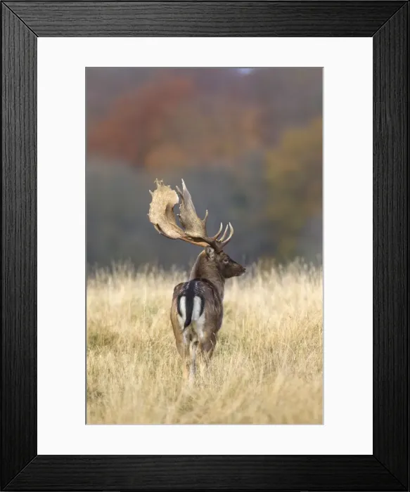 Framed Print : Picture No. 11672614 Framed Print : Picture No. 11672614