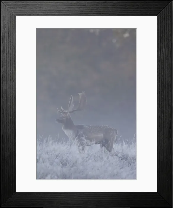 Framed Print : Picture No. 11672619 Framed Print : Picture No. 11672619
