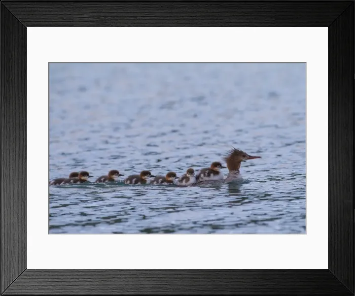 Framed Print : Picture No. 11672622 Framed Print : Picture No. 11672622