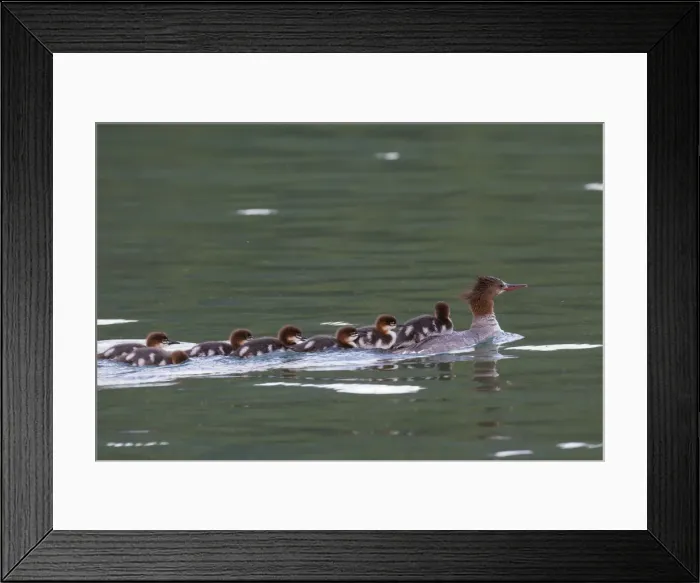 Framed Print : Picture No. 11672621 Framed Print : Picture No. 11672621