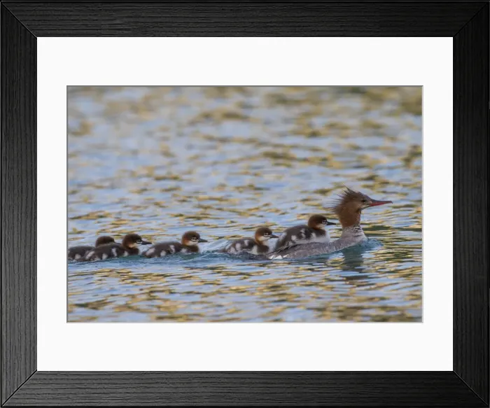 Framed Print : Picture No. 11672623 Framed Print : Picture No. 11672623
