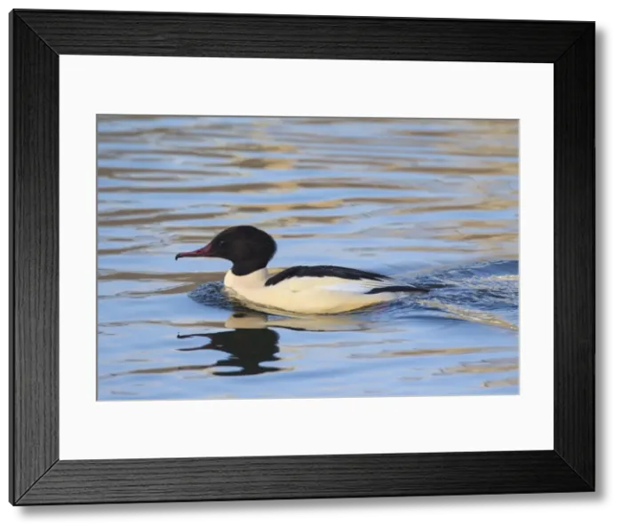 Framed Print : Picture No. 11672624 Framed Print : Picture No. 11672624