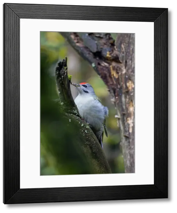 Framed Print : Picture No. 11672625 Framed Print : Picture No. 11672625