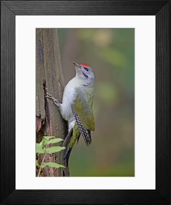Framed Print : Picture No. 11672626 Framed Print : Picture No. 11672626