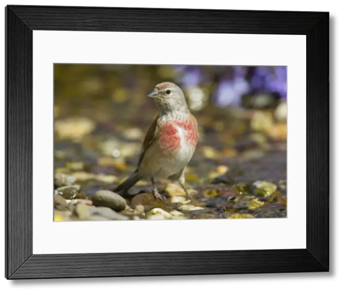 Framed Print : Picture No. 11672628 Framed Print : Picture No. 11672628