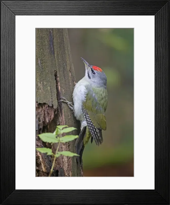 Framed Print : Picture No. 11672627 Framed Print : Picture No. 11672627