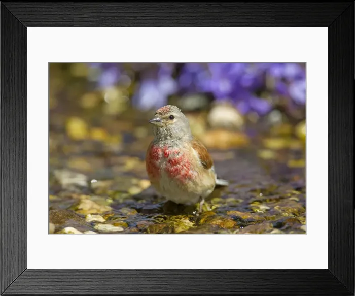 Framed Print : Picture No. 11672629 Framed Print : Picture No. 11672629