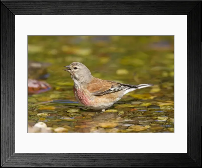 Framed Print : Picture No. 11672630 Framed Print : Picture No. 11672630