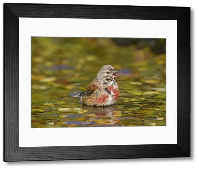 Framed Print : Picture No. 11672631 Framed Print : Picture No. 11672631