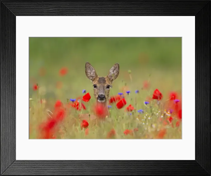 Framed Print : Picture No. 11672643 Framed Print : Picture No. 11672643