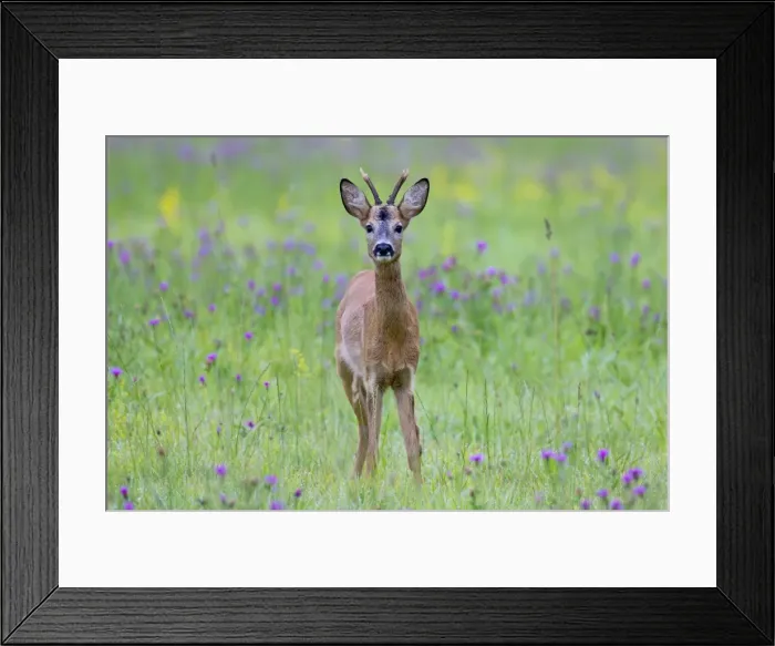 Framed Print : Picture No. 11672689 Framed Print : Picture No. 11672689
