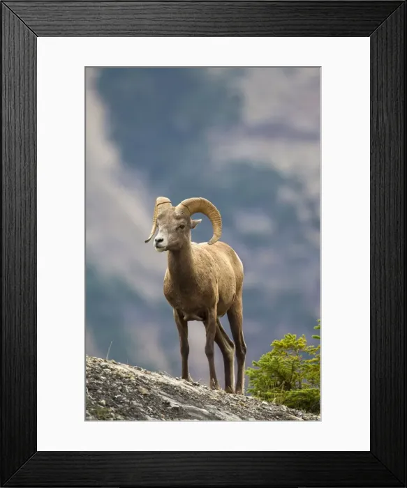 Framed Print : Picture No. 11672703 Framed Print : Picture No. 11672703