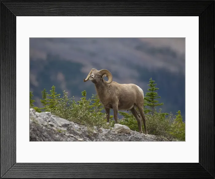 Framed Print : Picture No. 11672704 Framed Print : Picture No. 11672704