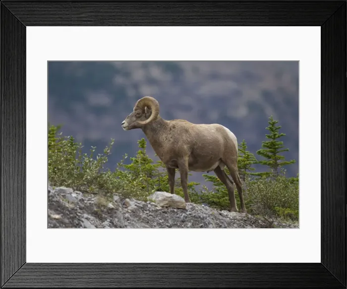 Framed Print : Picture No. 11672705 Framed Print : Picture No. 11672705