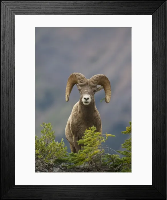 Framed Print : Picture No. 11672706 Framed Print : Picture No. 11672706