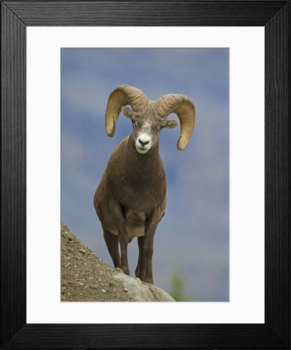 Framed Print : Picture No. 11672708 Framed Print : Picture No. 11672708