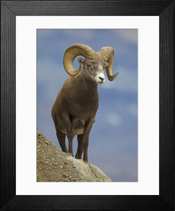 Framed Print : Picture No. 11672709 Framed Print : Picture No. 11672709