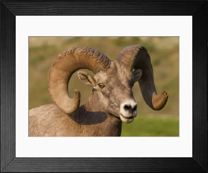 Framed Print : Picture No. 11672711 Framed Print : Picture No. 11672711