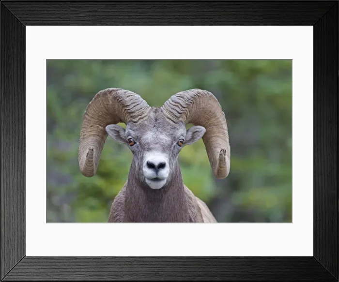Framed Print : Picture No. 11672712 Framed Print : Picture No. 11672712