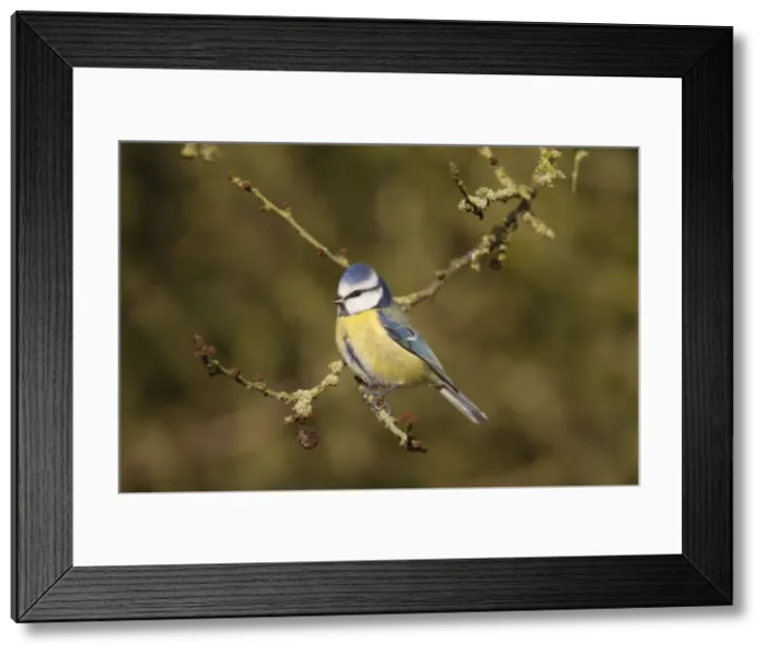 Framed Print : Picture No. 11672713 Framed Print : Picture No. 11672713