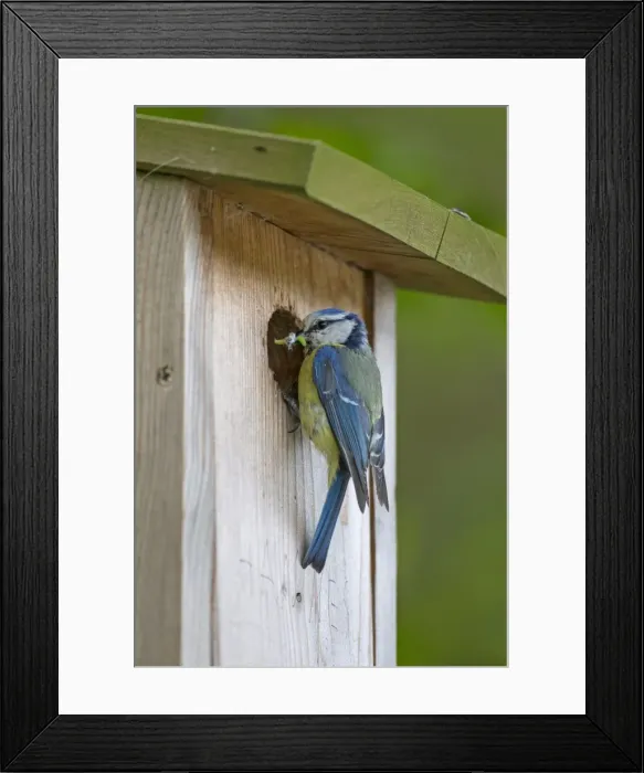 Framed Print : Picture No. 11672715 Framed Print : Picture No. 11672715