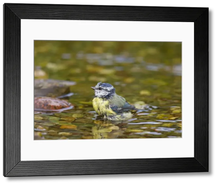 Framed Print : Picture No. 11672716 Framed Print : Picture No. 11672716