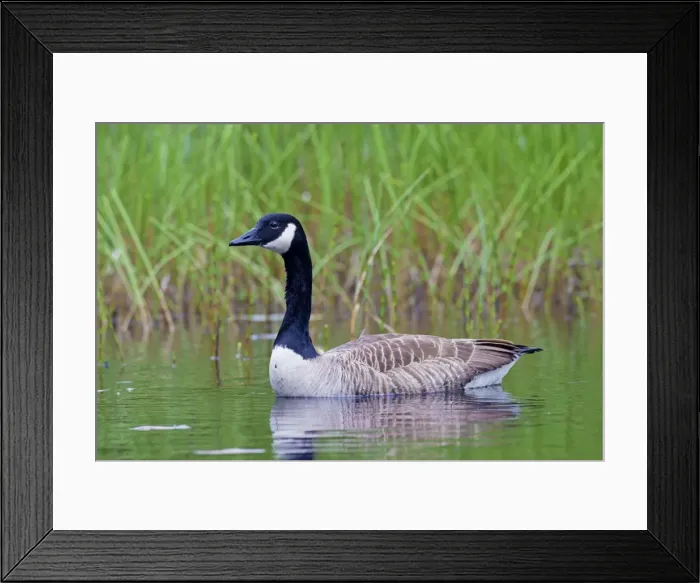 Framed Print : Picture No. 11672717 Framed Print : Picture No. 11672717