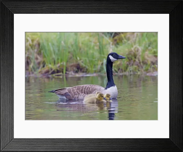 Framed Print : Picture No. 11672718 Framed Print : Picture No. 11672718
