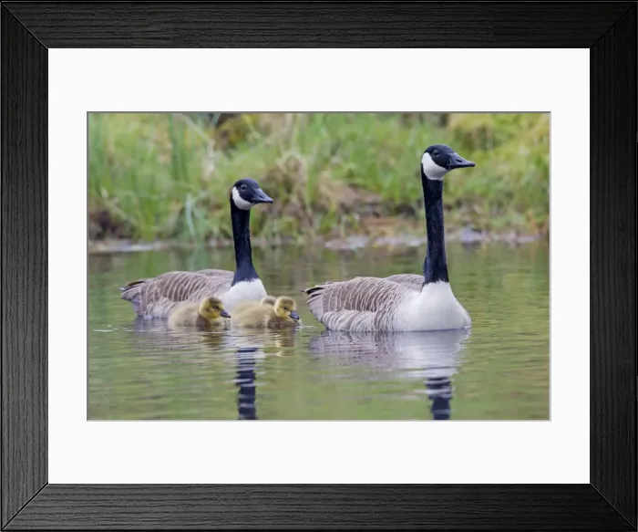 Framed Print : Picture No. 11672719 Framed Print : Picture No. 11672719