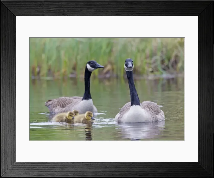 Framed Print : Picture No. 11672720 Framed Print : Picture No. 11672720