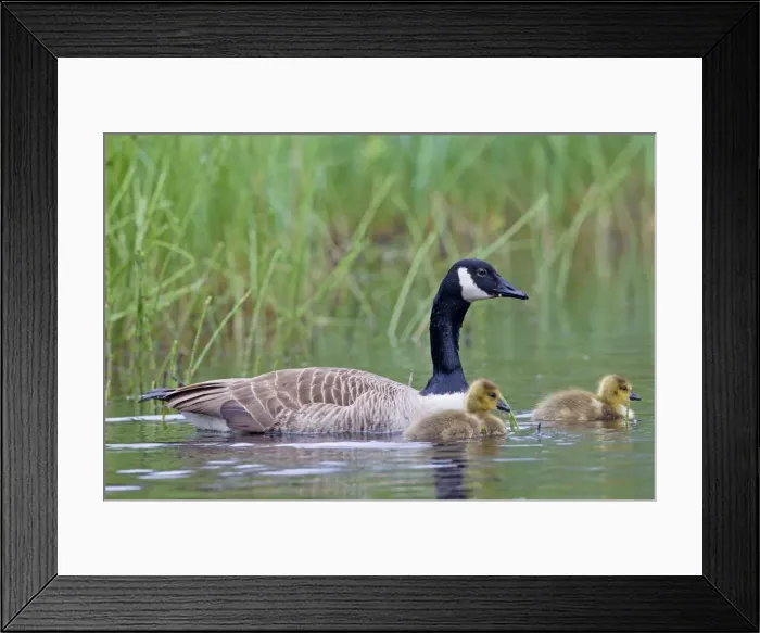 Framed Print : Picture No. 11672721 Framed Print : Picture No. 11672721